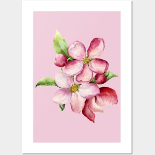 Late Spring Apple Blossoms Posters and Art